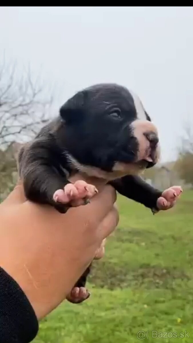 American Bully