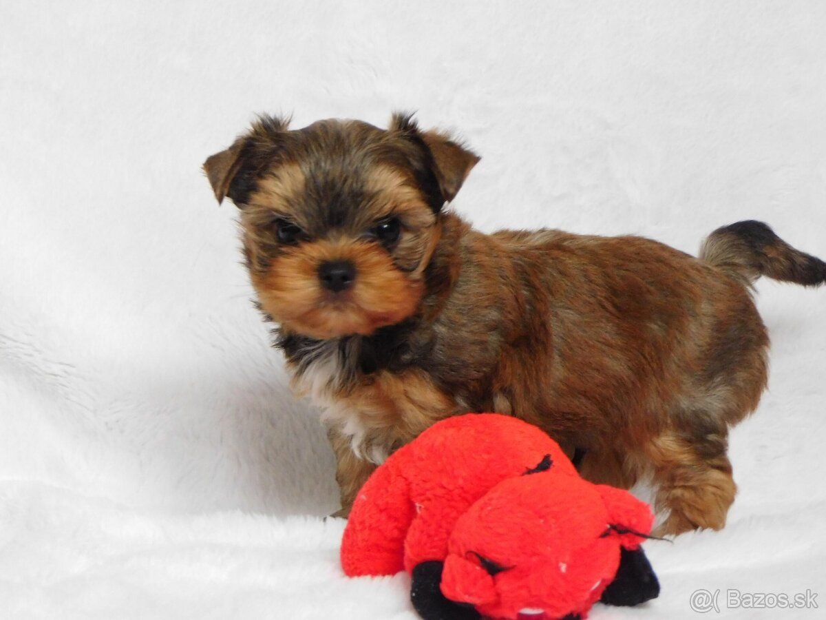 Yorkshire terrier spp