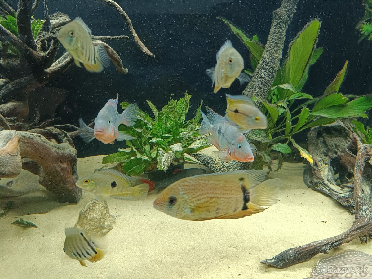 Hereos severum, cichlida nikaraguiska , cichlozoma mekki