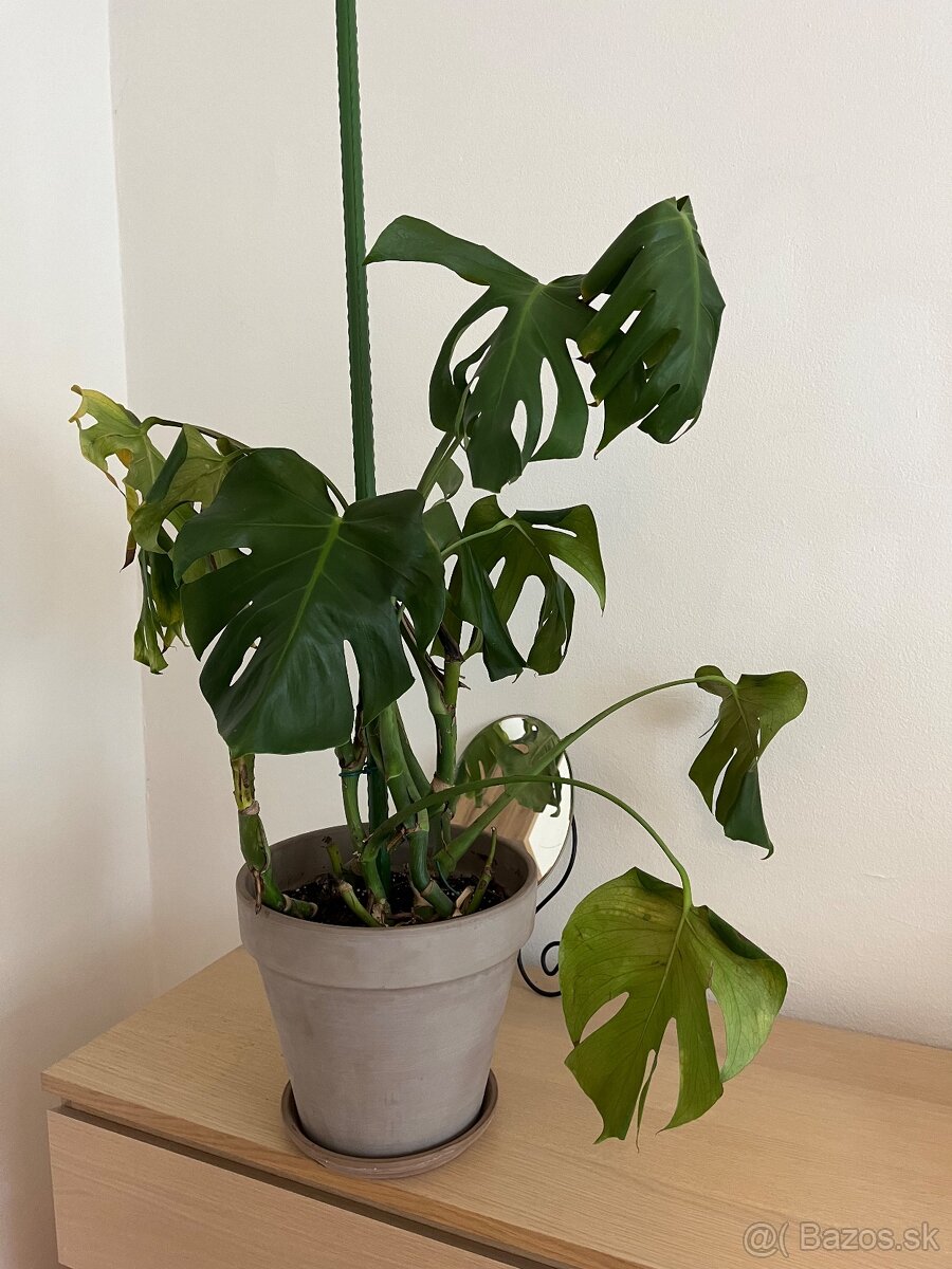 Monstera