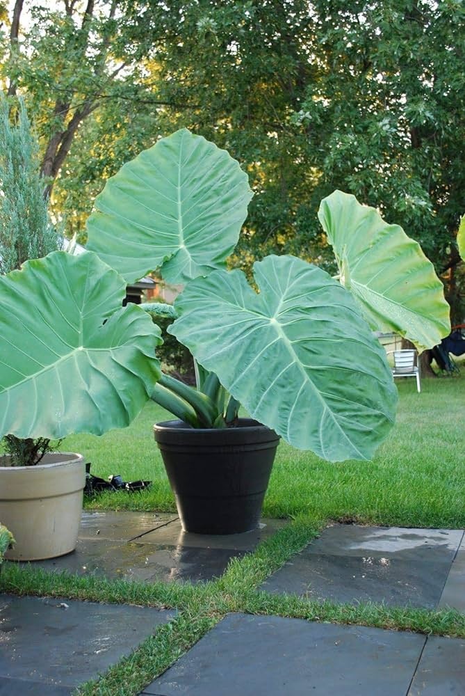 Kolokazia - Colocasia esculenta - Slonie ucho