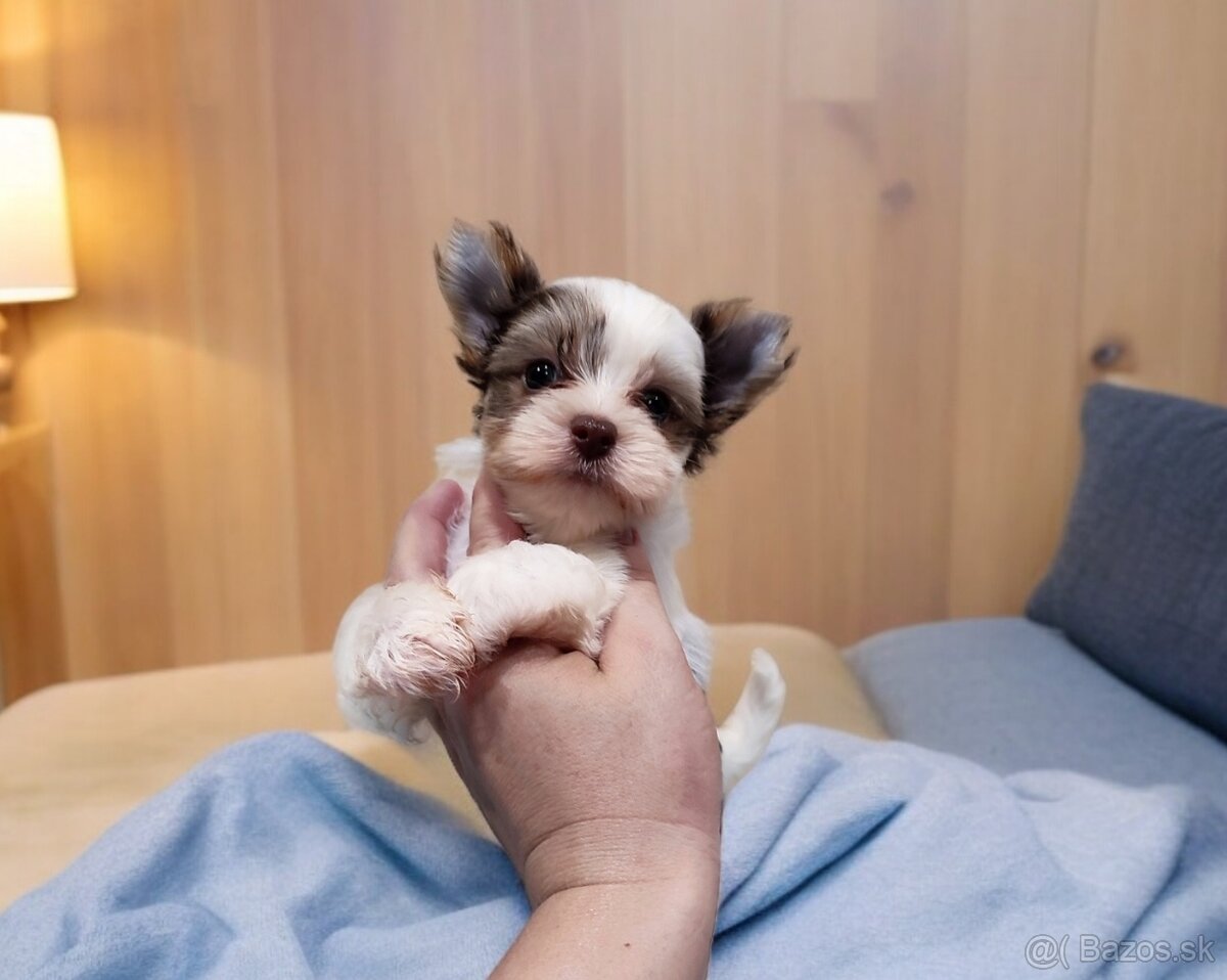 Yorkshire terrier Biro - psík s PP(rodokmeňom)