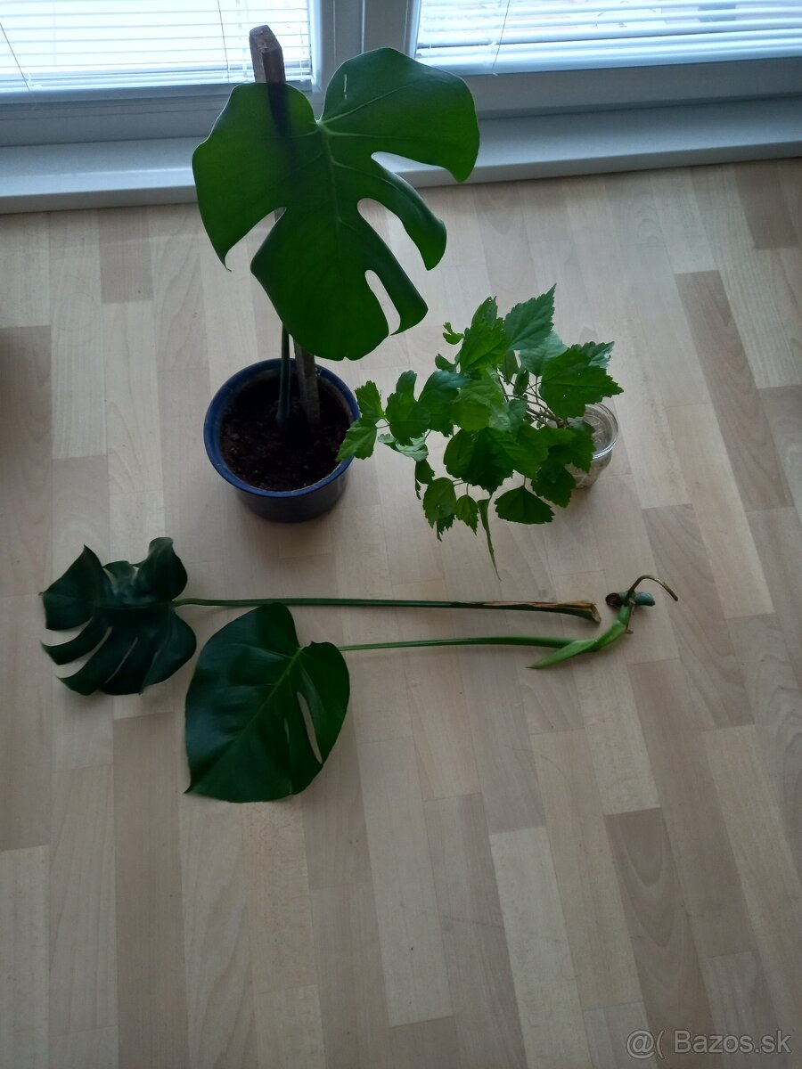 Monstera,ibištek a iné..