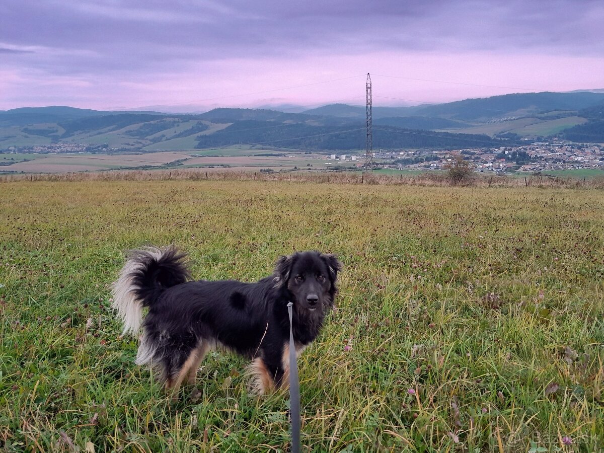 Borderkolia skrizeny s nemeckìm ovčiakom