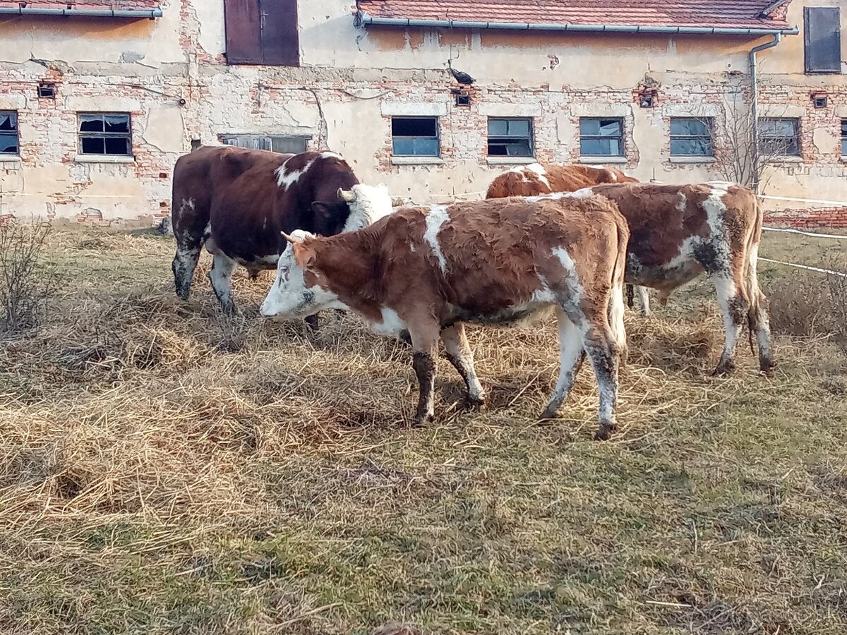 Predám dobytok