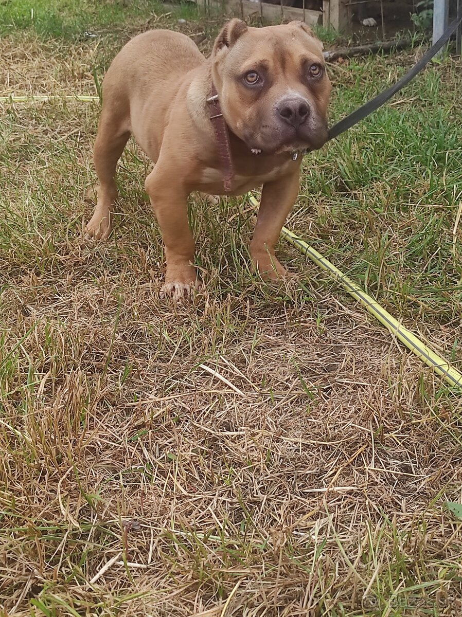 American bully pocket