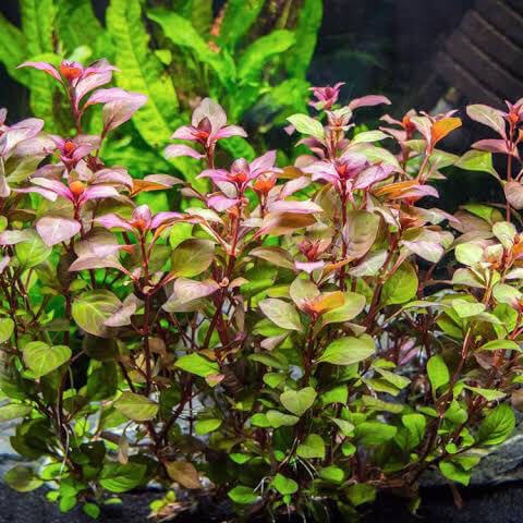 Ludwigia repens - Akváriová rastlina