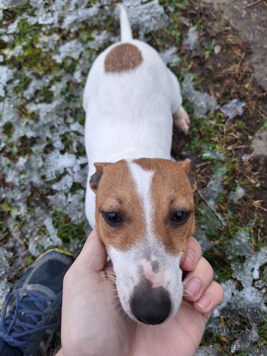 Jack Russel teriér