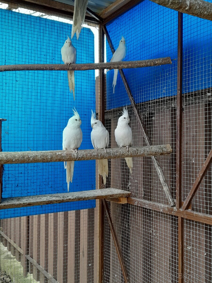 Korely albino, rozela rubino