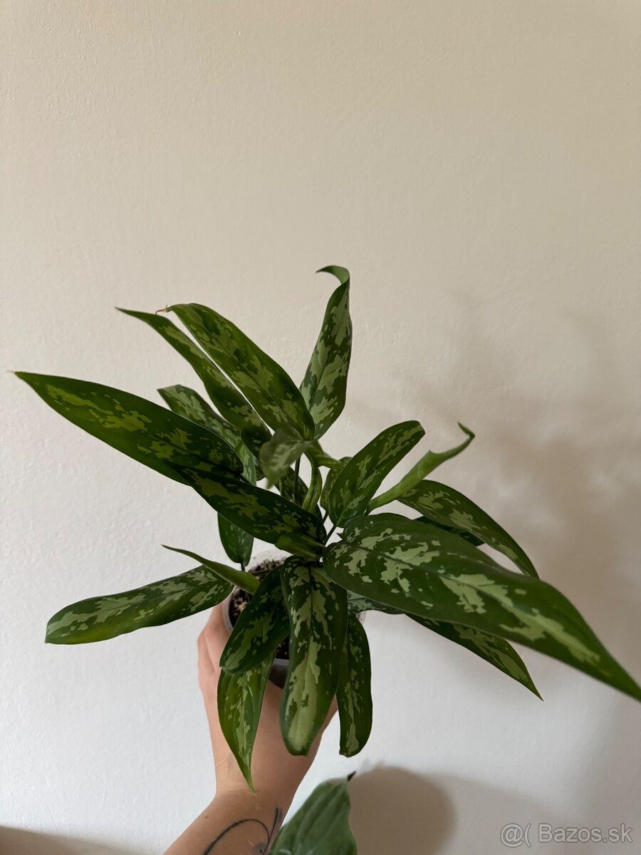 Aglaonema ‘Maria’