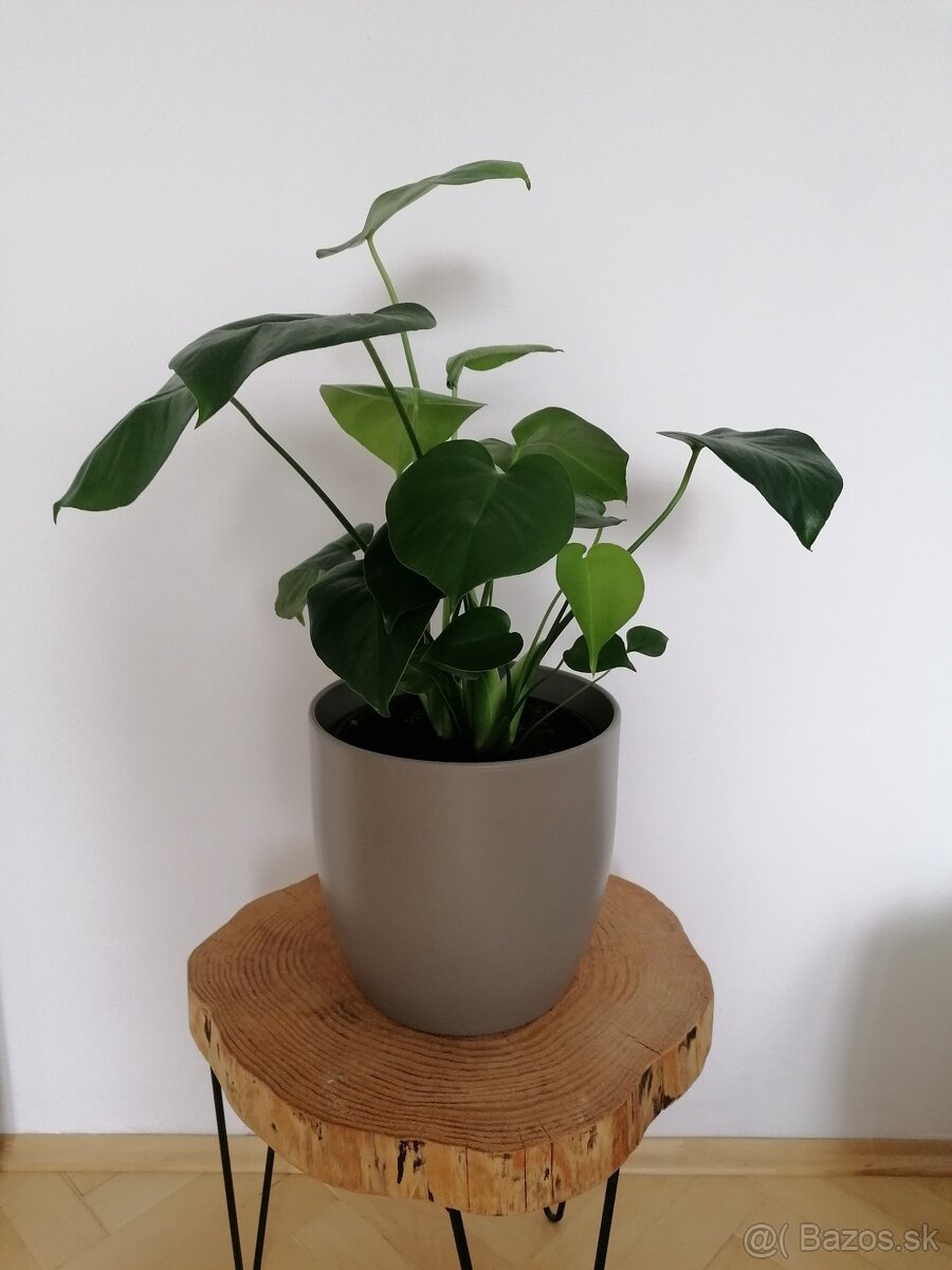 Monstera