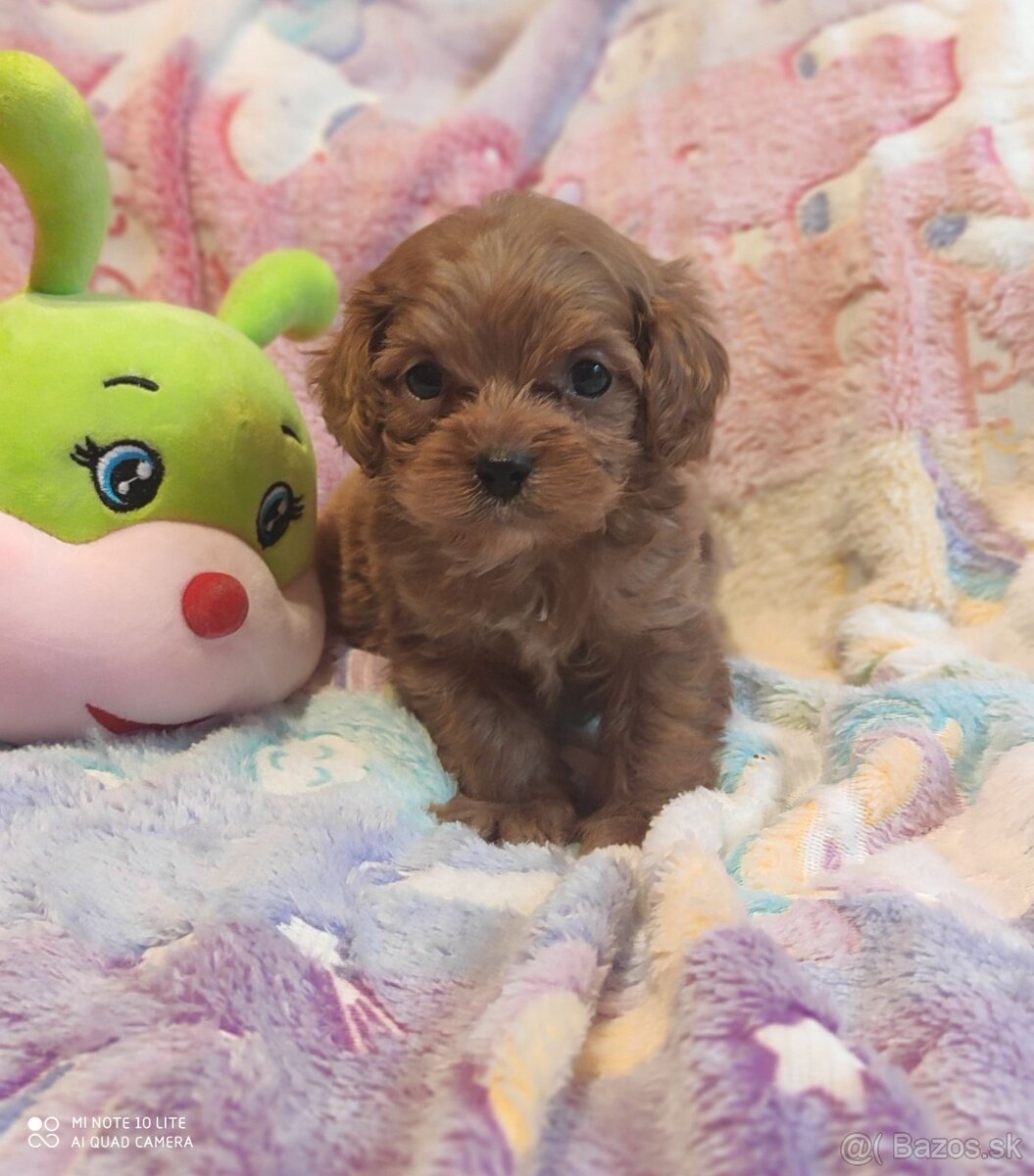 Mini cavapoo