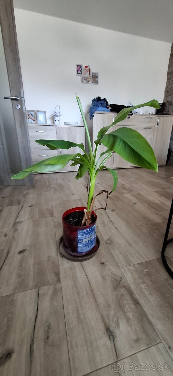 Ponukam mrazuvzdorny bananovnik Musa Basjoo vyska 70cm