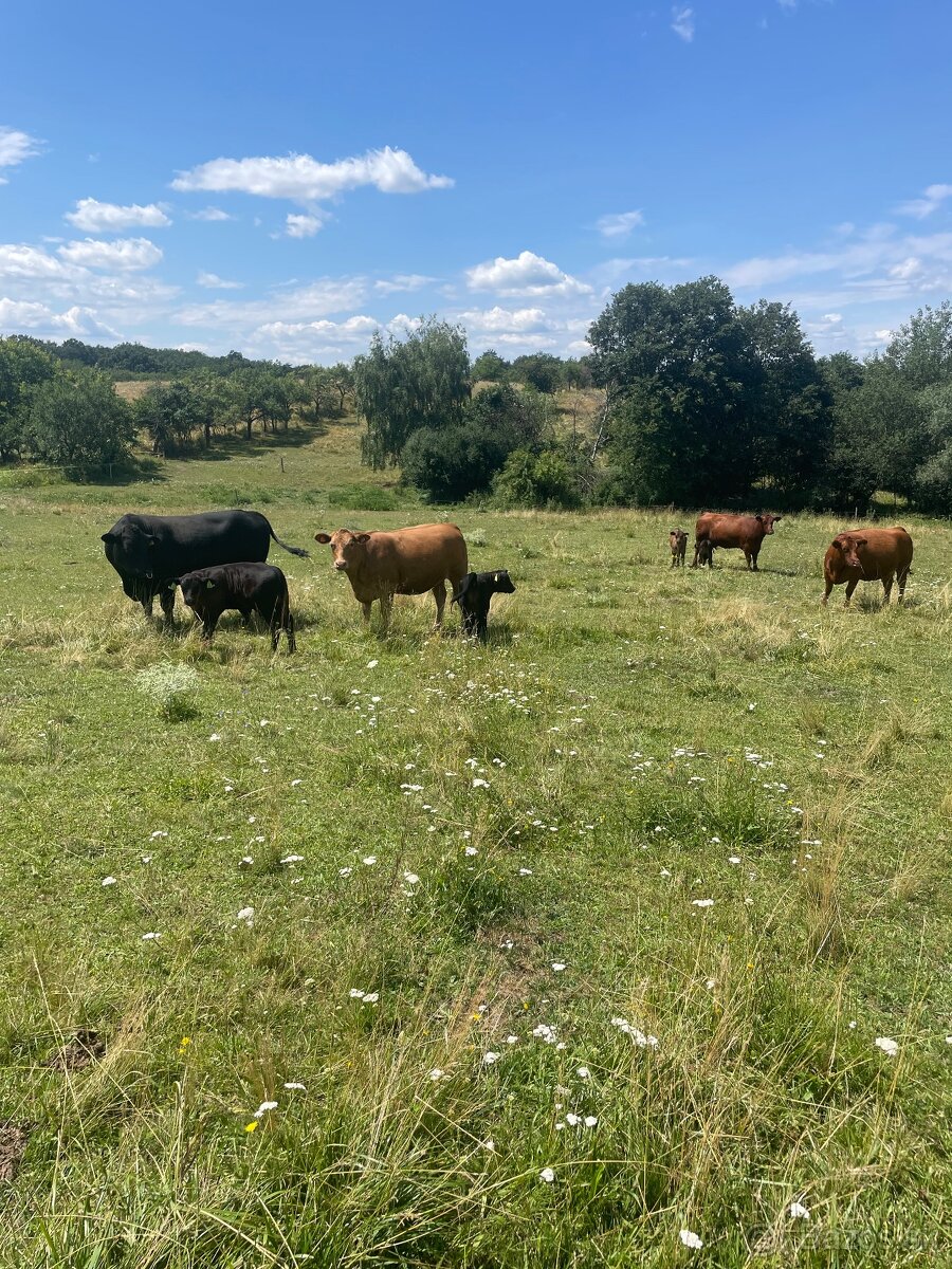 Aberdeen Angus