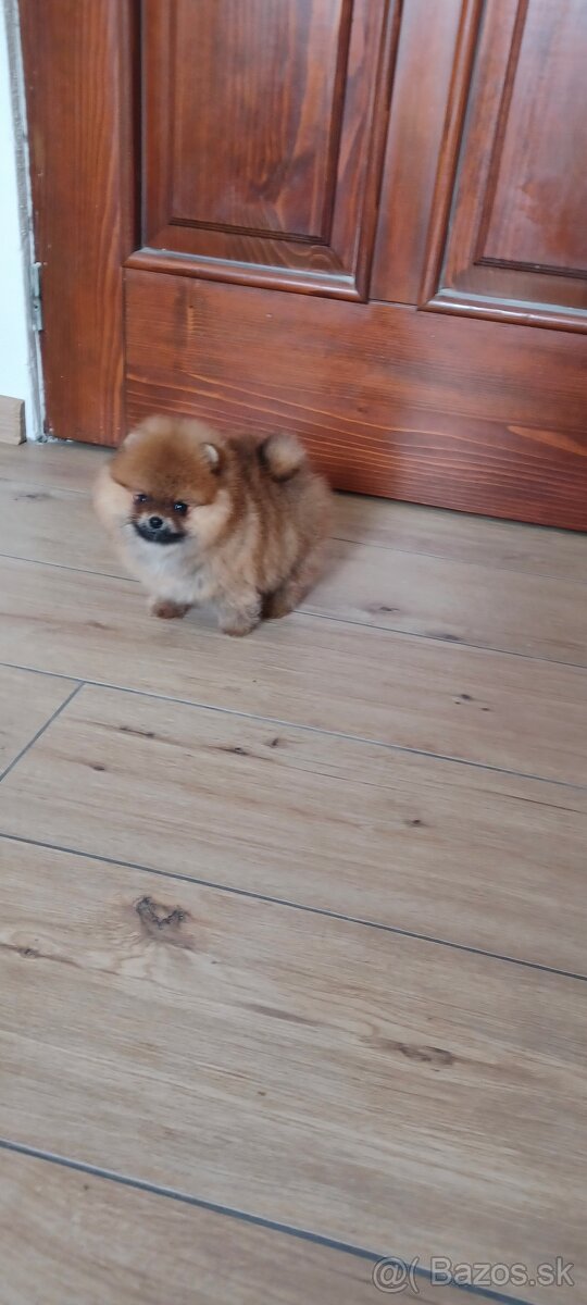 Nemecky spic pomerania