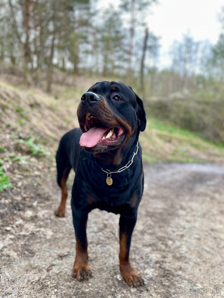 rottweiler