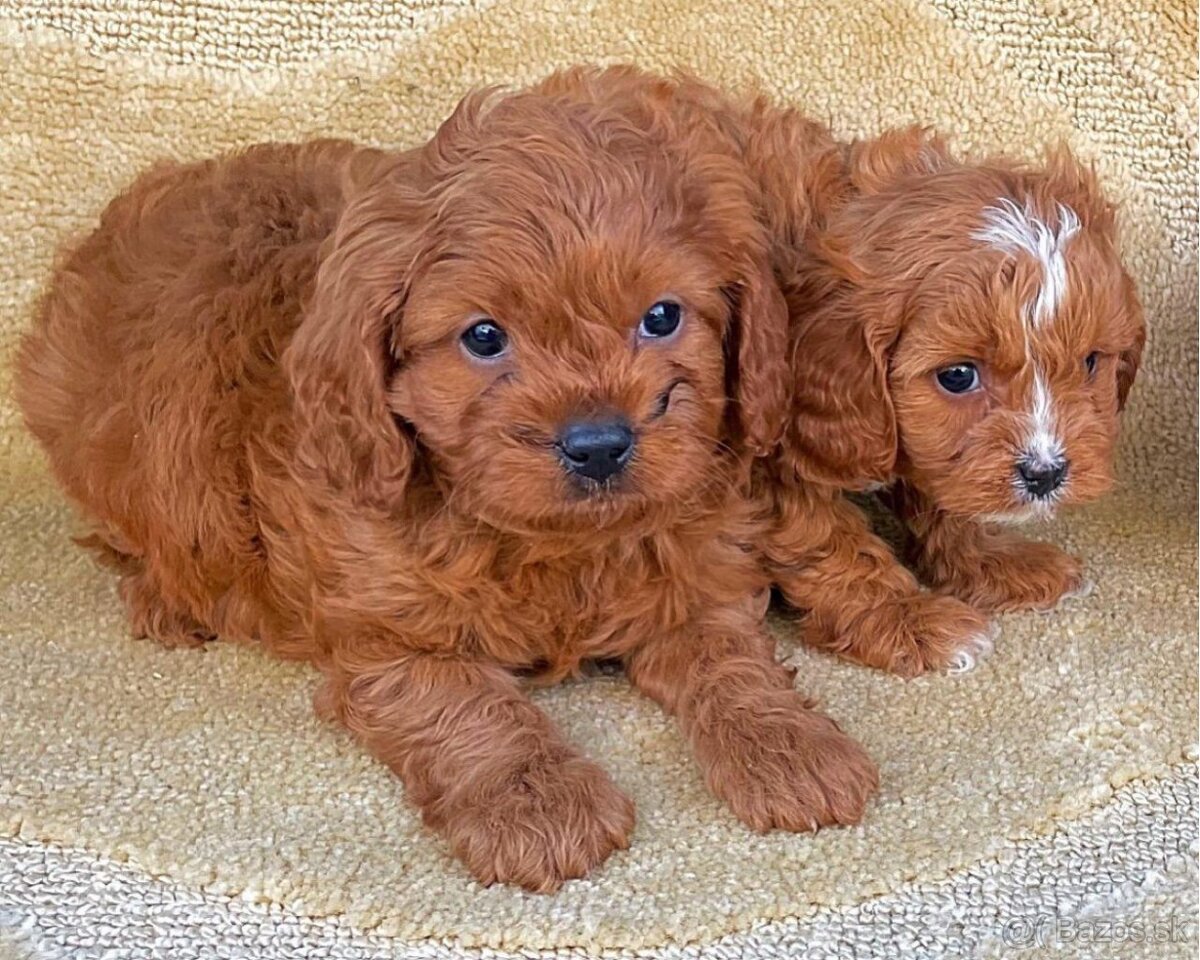 Cavapoo pripravené na Vianoce