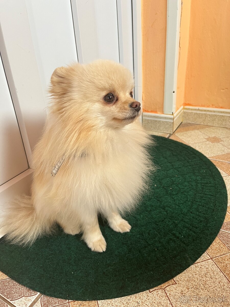 POMERANIAN