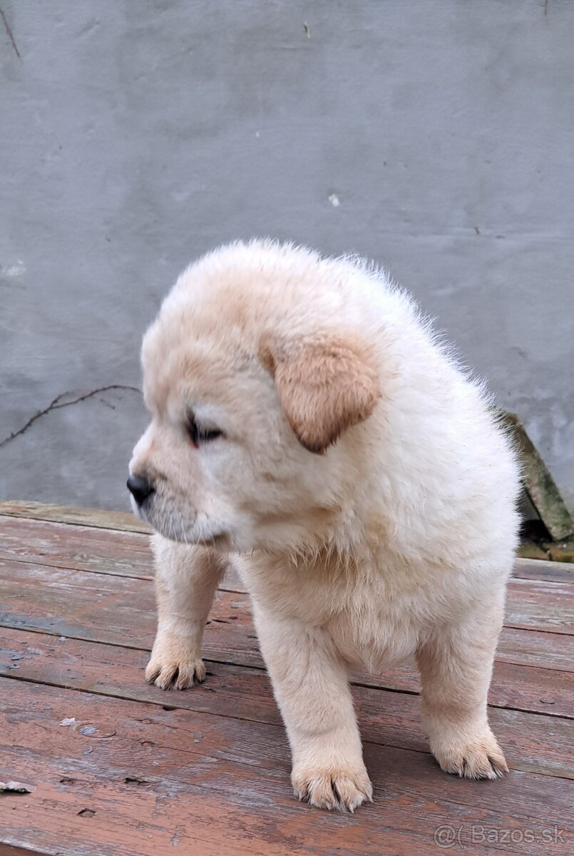 Cau cau, chow chow vianocny darcek