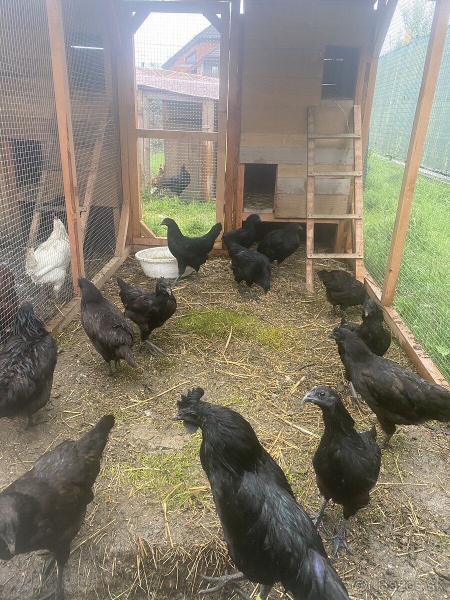 Ayam cemani