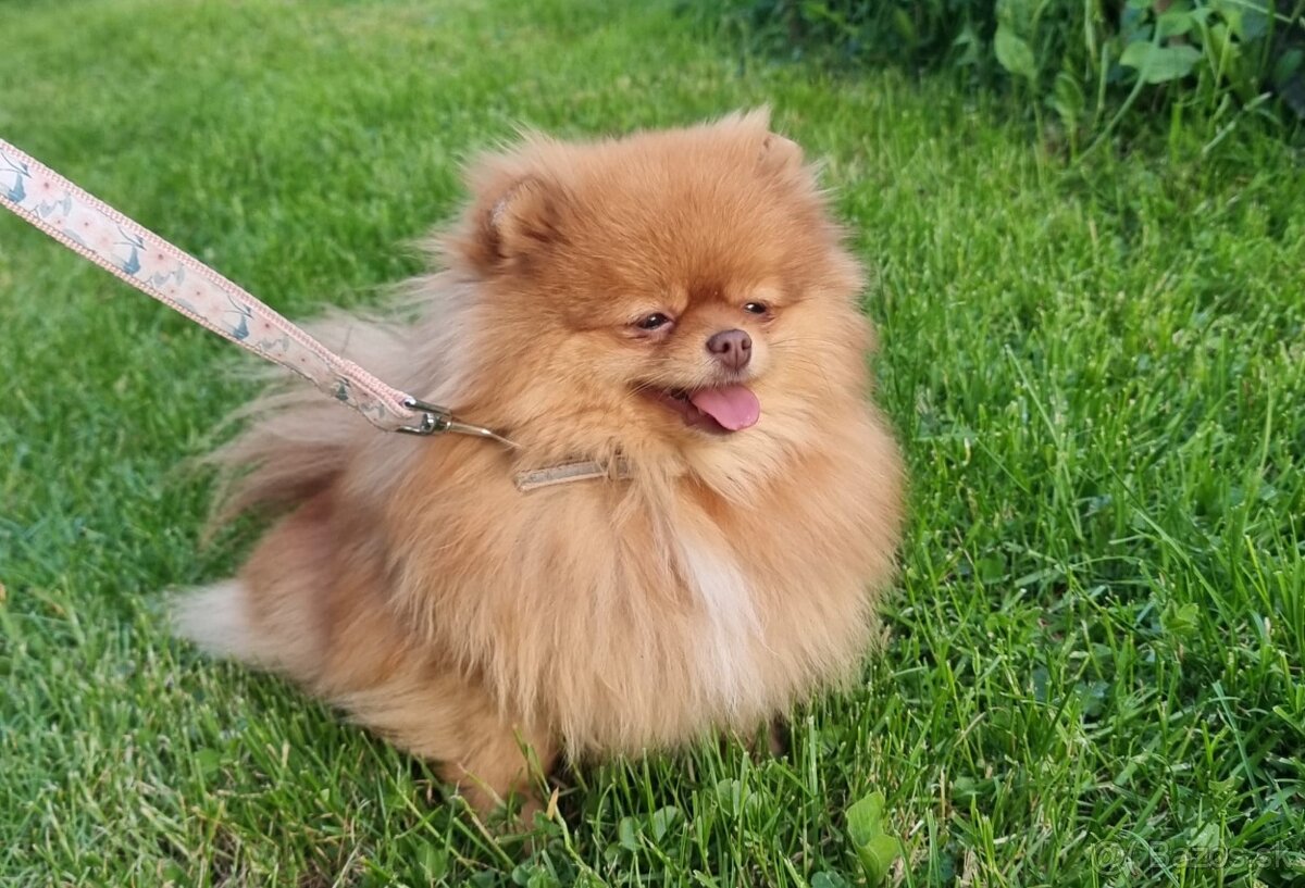 Pomeranian s pp