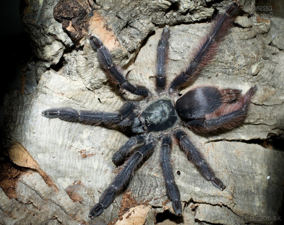 Samičky adult/ Vtackar / tarantula