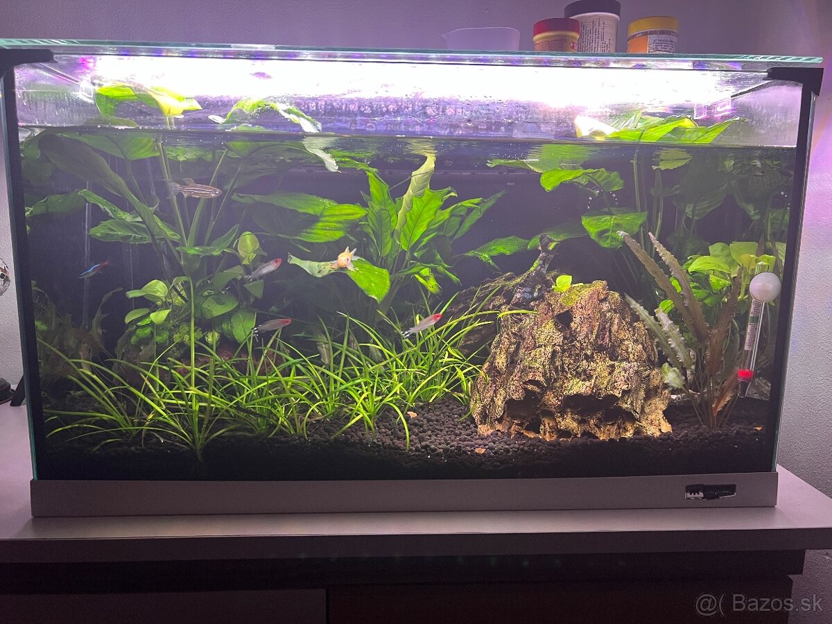 Akvárium 60l + filtrácia