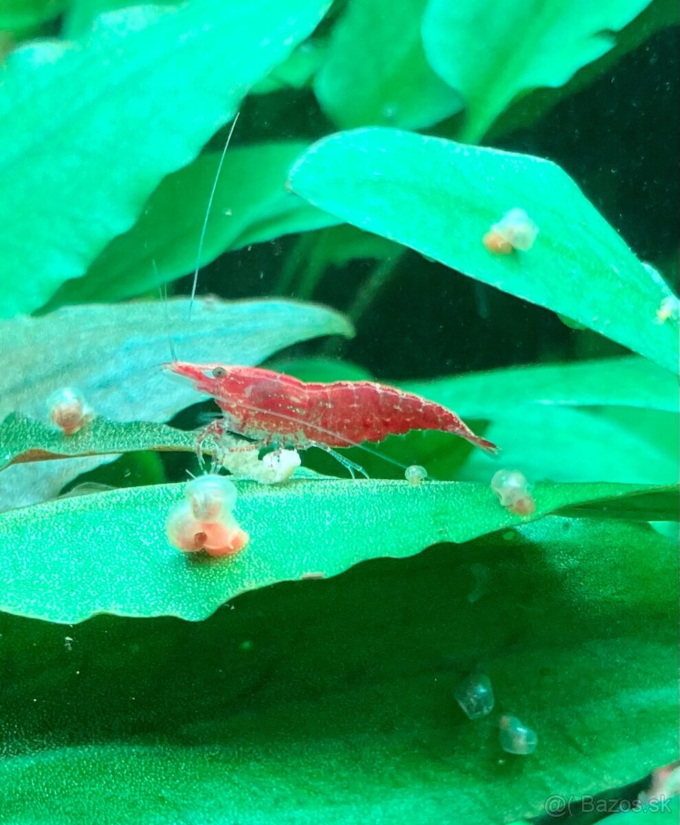 KREVETKY - Neocaridina davidi, Caridina Japonica