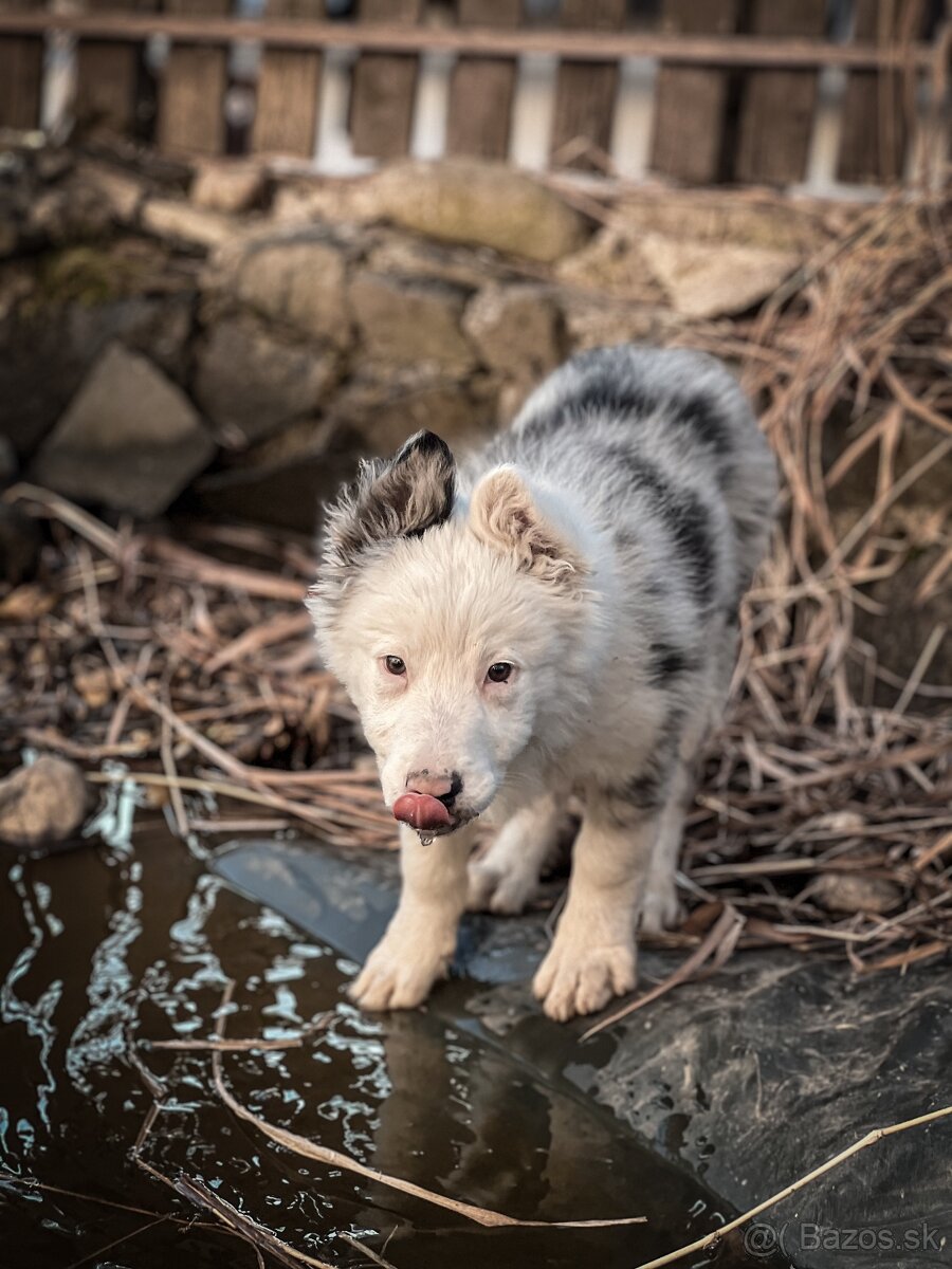 Border kólia - blue merle