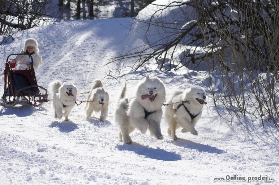 SAMOJED štěňátka s PP rezervace jaro 2025