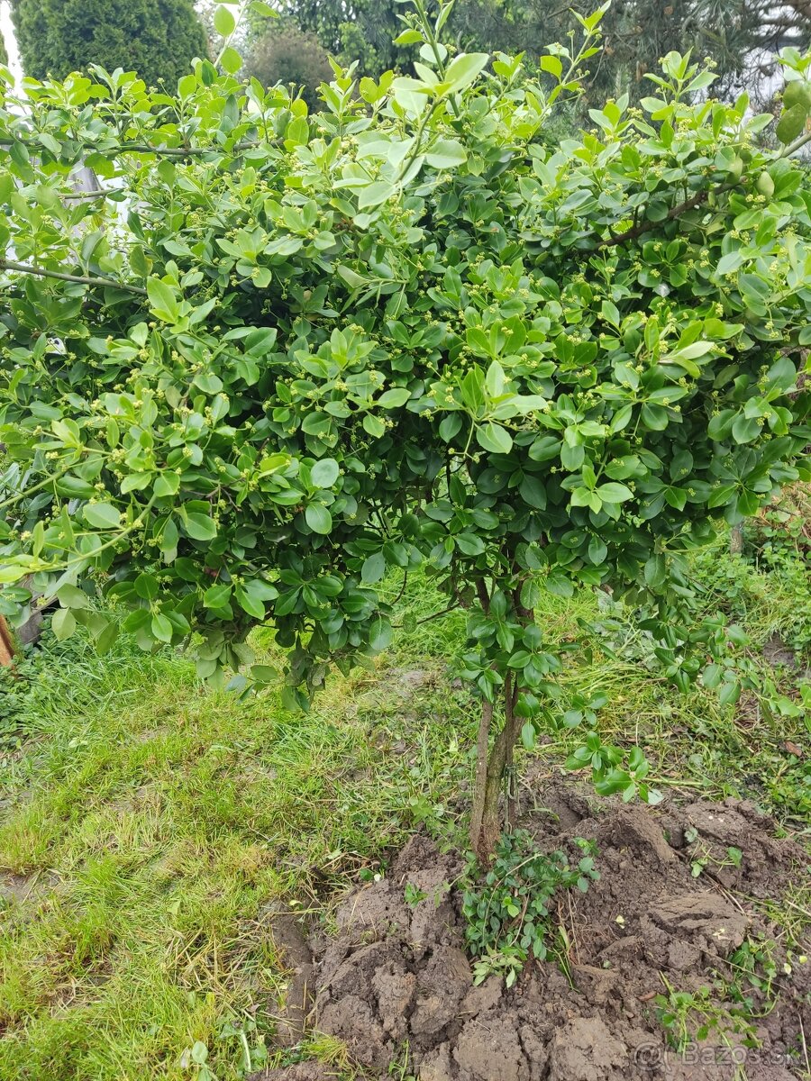 PREDáM stromček Bršlen na kmienku,krík,Kalina a Encián