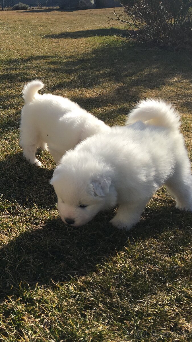 Samojed bez pp