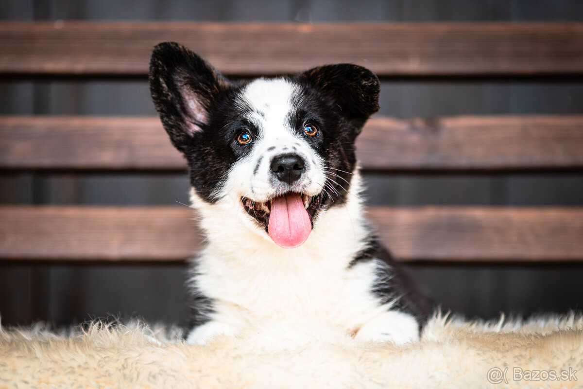 Pejsci welsh corgi cardigan s PP