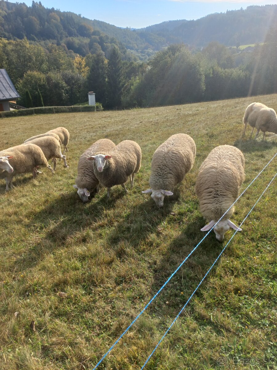 Prodám jehnice VF