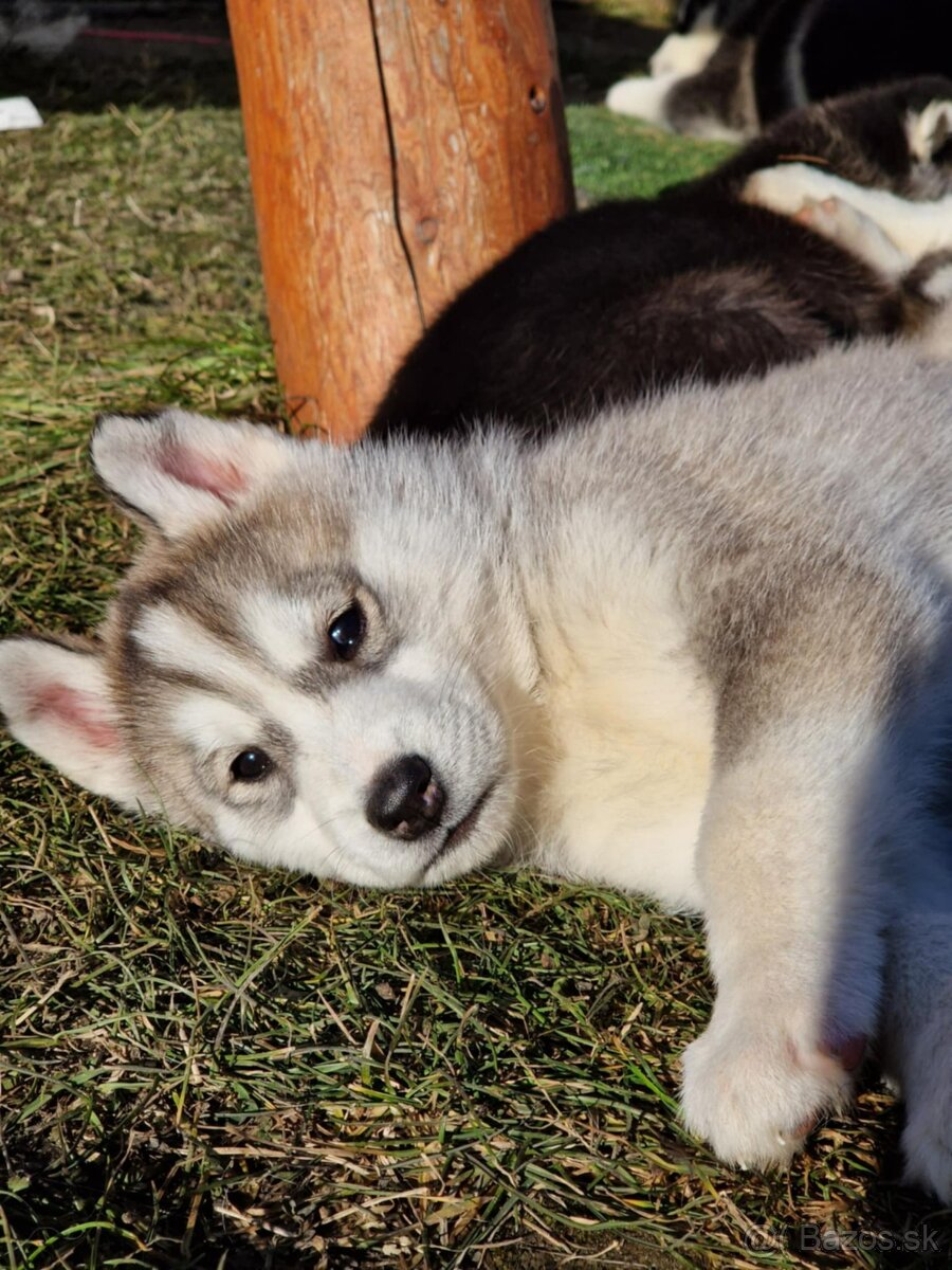 Sibírsky Husky