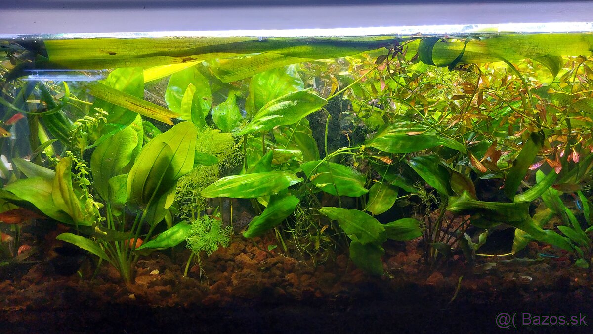 Akvarium 100x40x40, končím s chovom