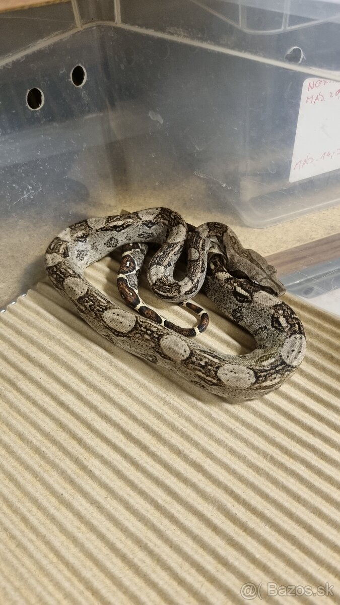 Boa Constrictor Imperator - Velhad Kràlovský