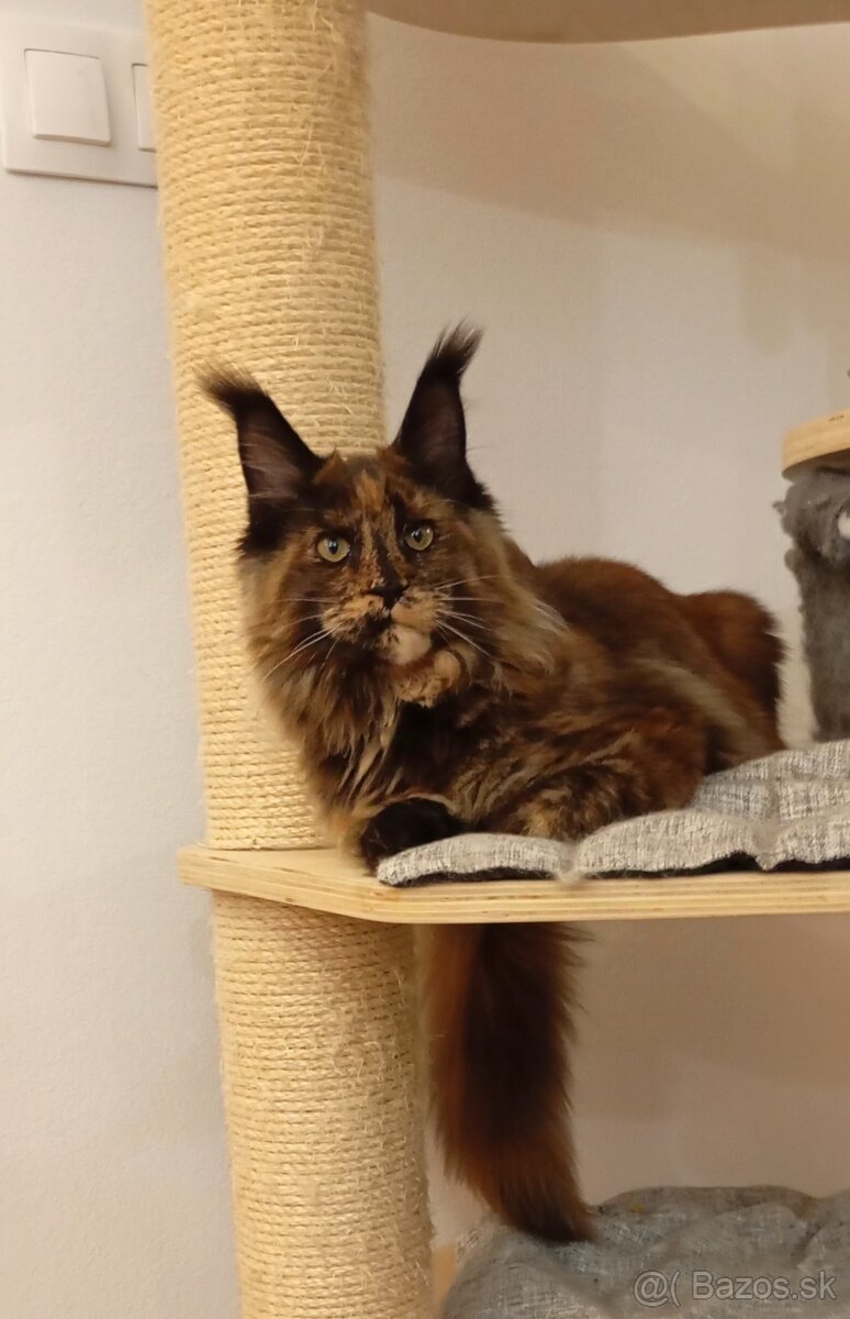 Maine Coon s PP