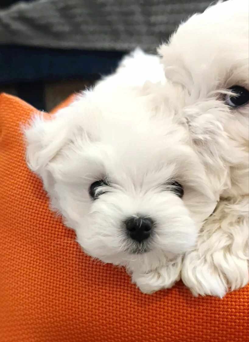 Maltipoo Mini Šteniatka