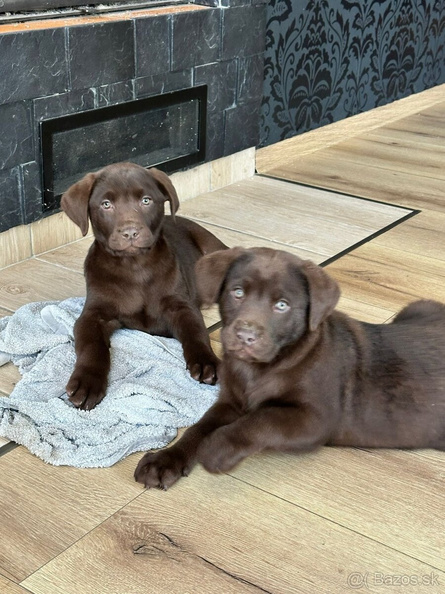 Čistokrevná štěňata labrador ihned hňědé kluky