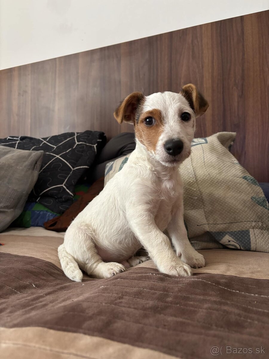 Jack Russel Terier šteniatko psík