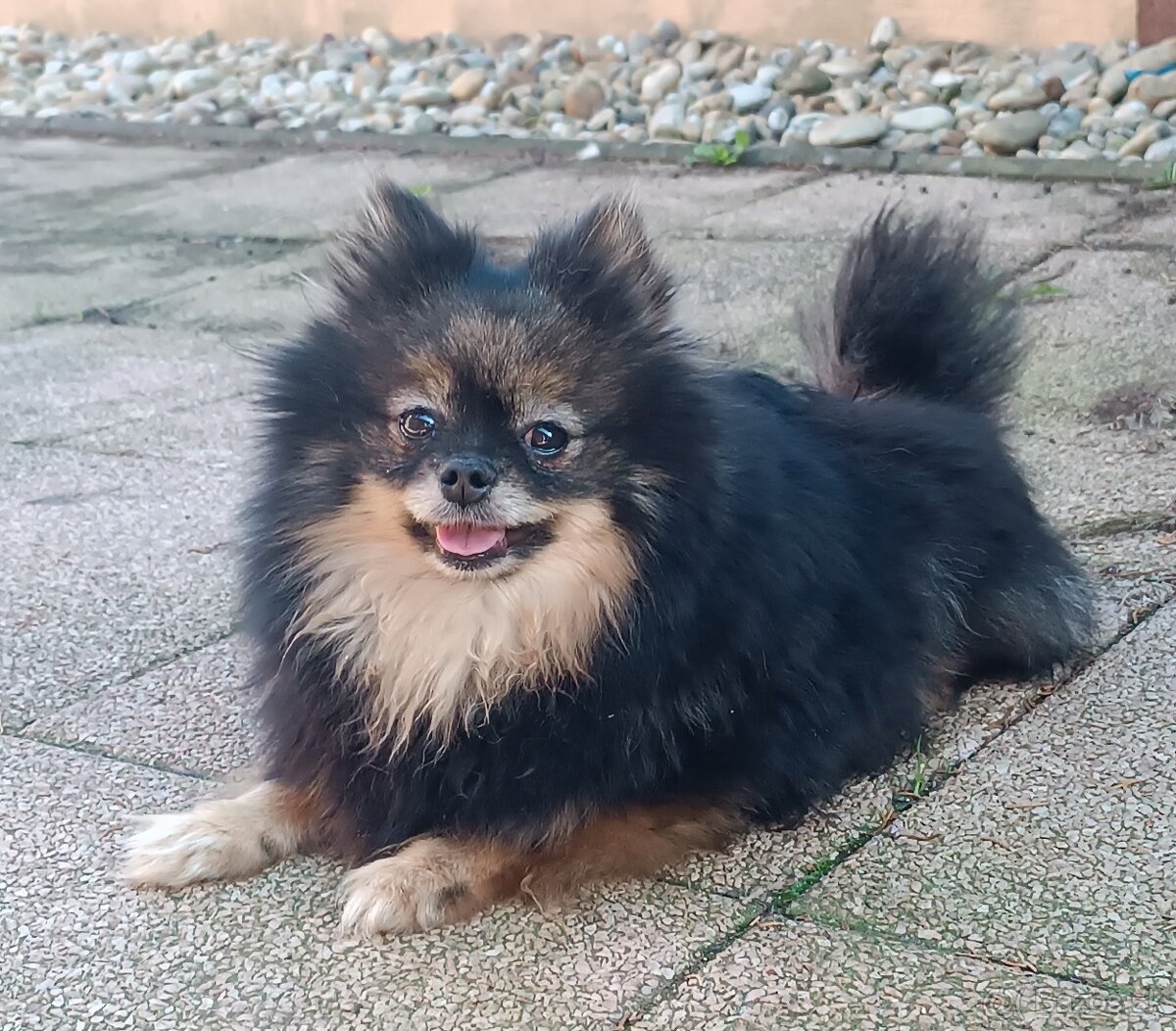 Fenky Pomeranian S PP