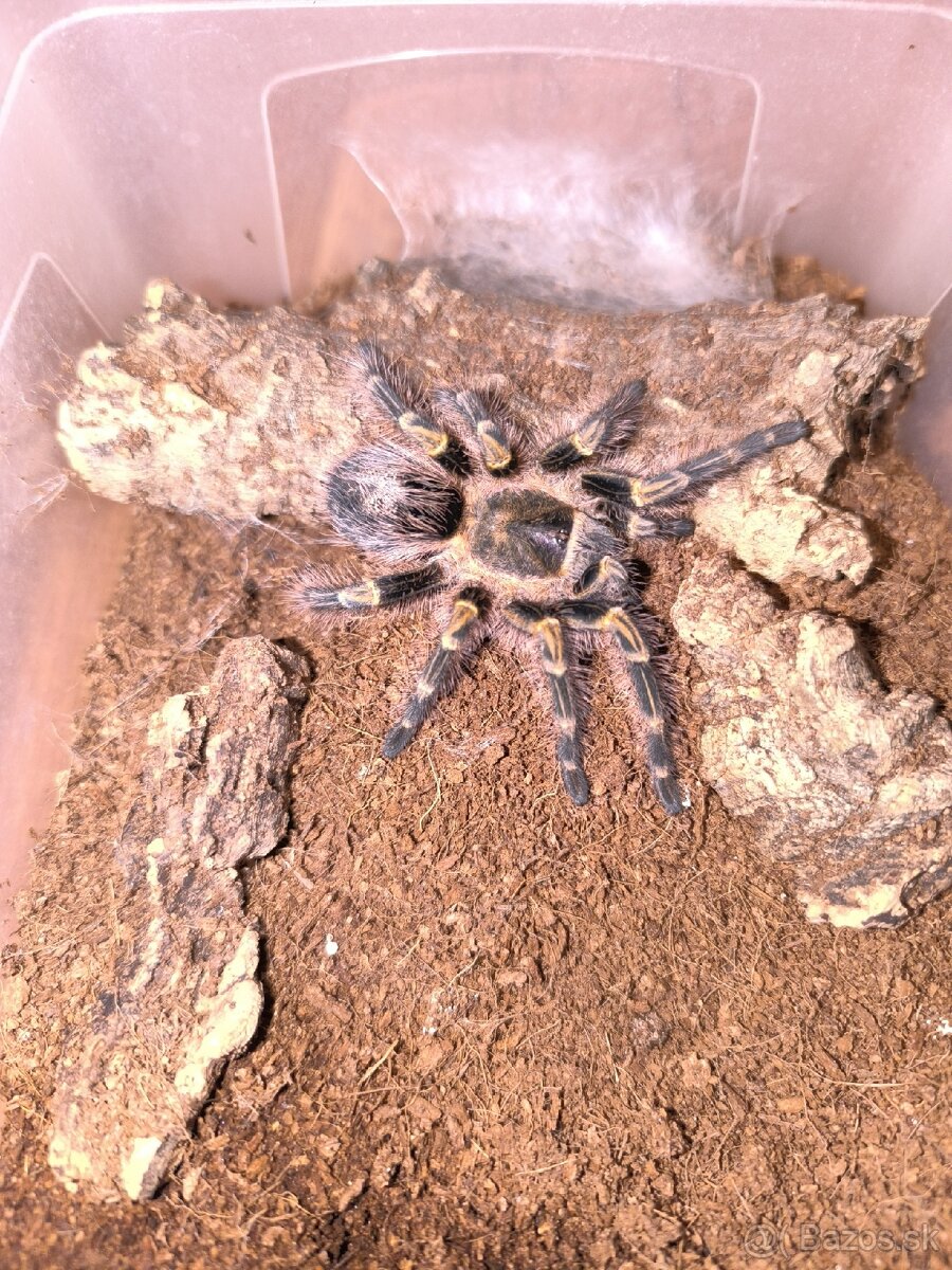 Grammostola pulchripes 0.1