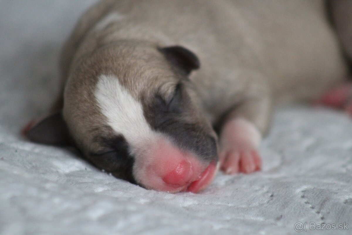 Whippet (Vipet) štěňátka s PP