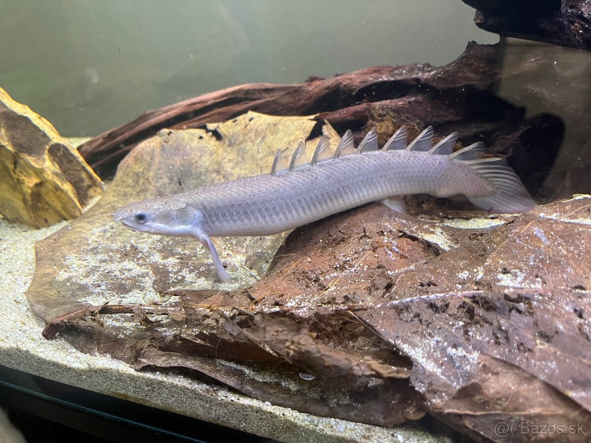 Bichir senegalský