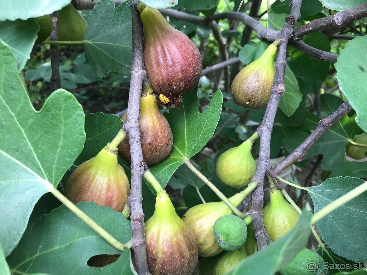 Predám FIGOVNÍK, figovníky Brown Turkey