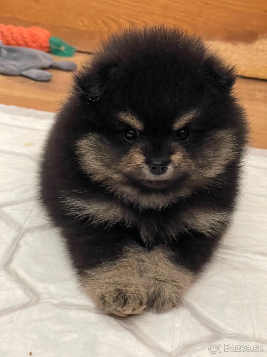 Pomeranian s PP