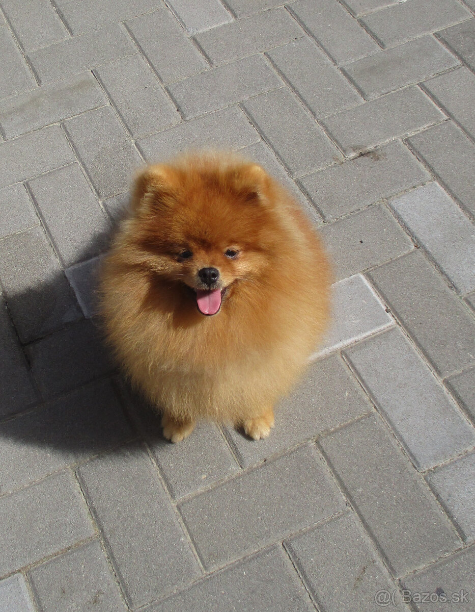 Pomeranian