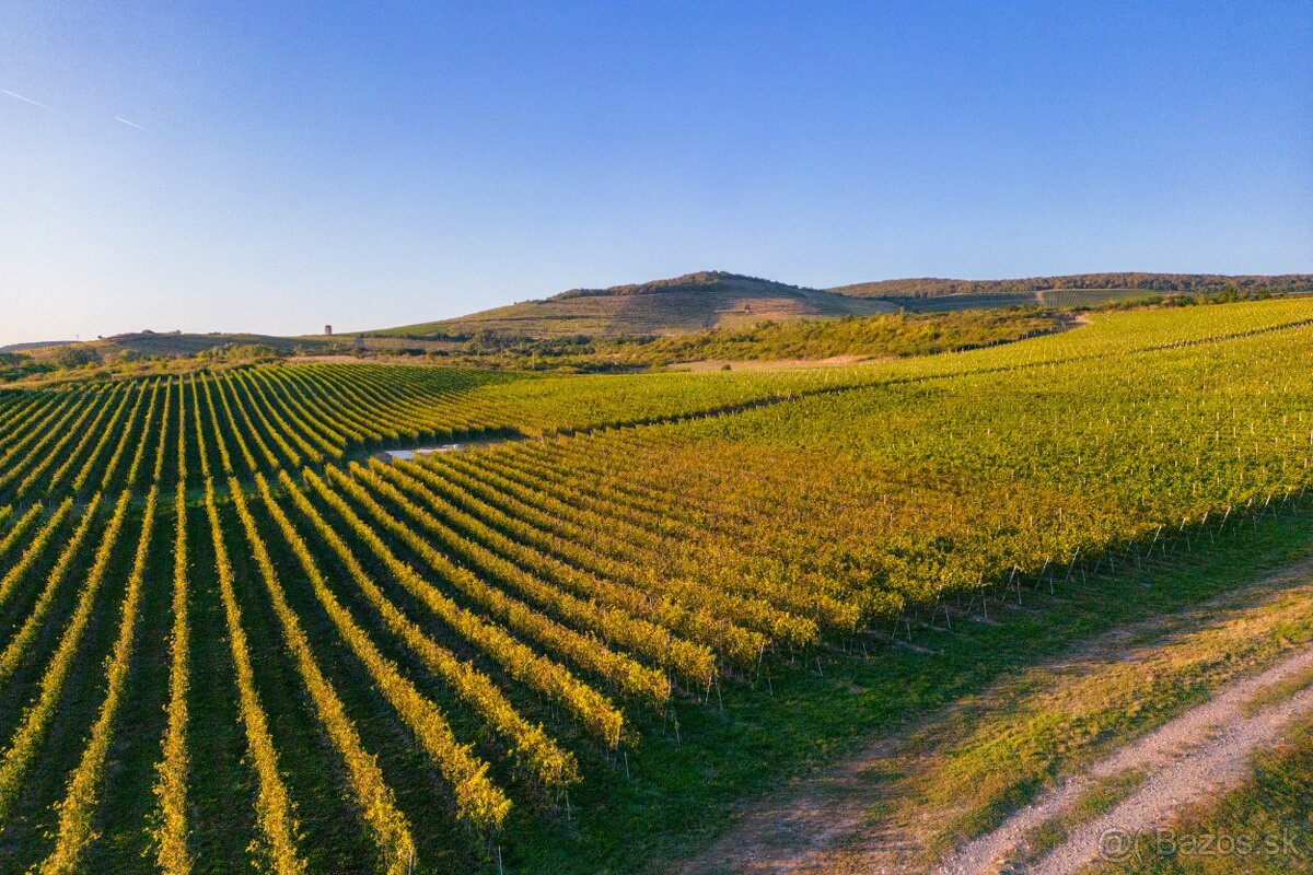 Na predaj jedinečné Tokajské vinice aj s celou firmou