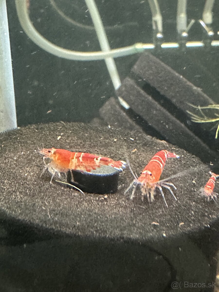 Krevetky Crystal Red (Caridina cf. cantonensis)